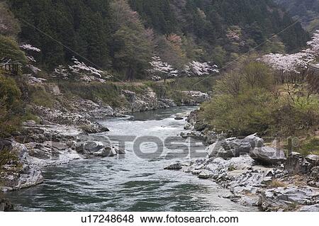 Hida river and cherry blossoms, Gifu Prefecture, Honshu, Japan View Large Photo Image Stock Photo - Hida river and cherry blossoms, Gifu Prefecture, Honshu, Japan. Fotosearch