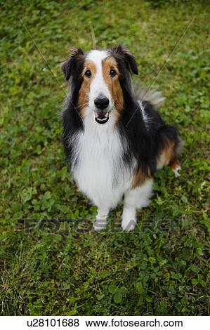 High Angle View of Shetland Sheepdog View Large Photo Image Stock Photo - High Angle View of Shetland Sheepdog. Fotosearch