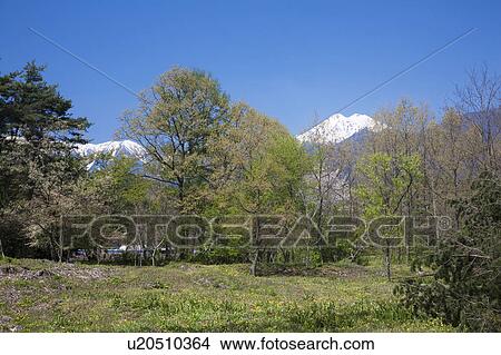 Picture - Highland and Snowcapped Mountains in the Background. Fotosearch
