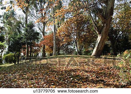 Hill Covered in Autumn Leaves View Large Photo Image Stock Photography - Hill Covered in Autumn Leaves. Fotosearch
