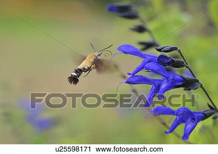 Hummingbird Hawkmoth flying near flowers, Chiba Prefecture, Honshu, Japan View Large Photo Image Stock Image - Hummingbird Hawkmoth flying near flowers, Chiba Prefecture, Honshu, Japan. Fotosearch