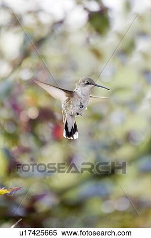 Hummingbird, Iowa, USA View Large Photo Image Stock Photography - Hummingbird, Iowa, USA. Fotosearch