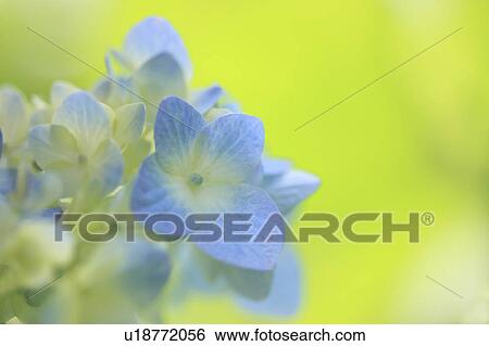 Hydrangea Flower View Large Photo Image Stock Photograph - Hydrangea Flower. Fotosearch