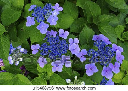 Stock Photograph - Hydrangea flowers, close up, Hokkaido prefecture, Japan. Fotosearch
