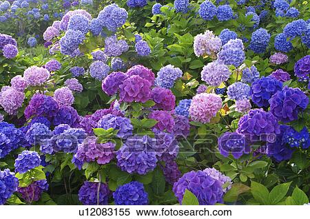 Stock Photography - Hydrangea flowers, Hokkaido prefecture, Japan. Fotosearch