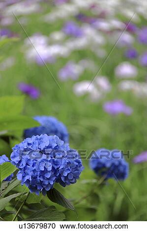 Stock Image - Hydrangea Flowers. Fotosearch