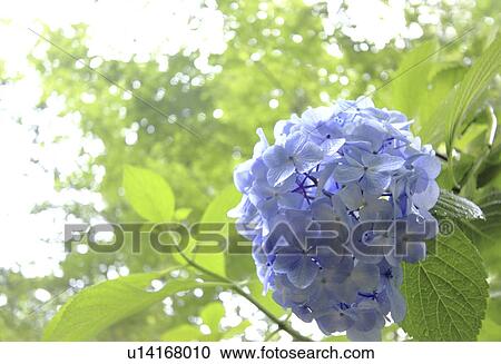 Stock Image - Hydrangea Flowers. Fotosearch