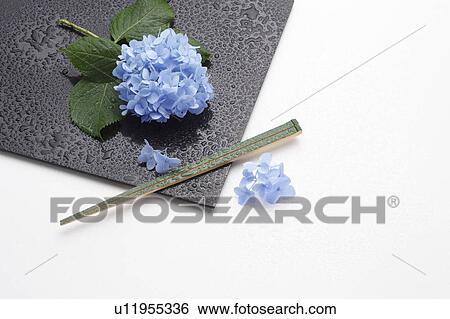 Stock Photograph - Hydrangea, Place Mat and chopsticks. Fotosearch