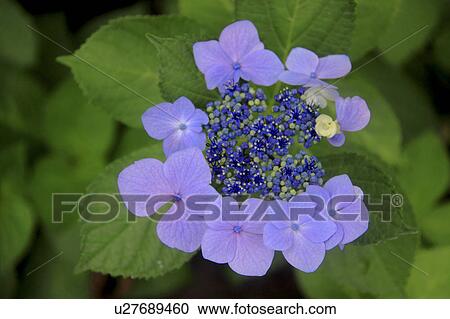 Stock Image - Hydrangea. Fotosearch