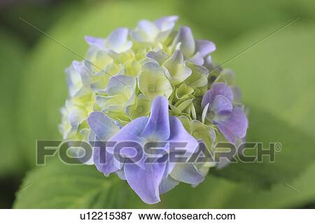 Hydrangea View Large Photo Image Stock Photo - Hydrangea. Fotosearch