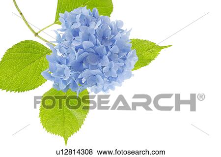 Stock Photo - Hydrangea. Fotosearch