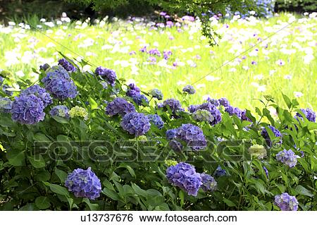 Hydrangeas in Field View Large Photo Image Stock Photograph - Hydrangeas in Field. Fotosearch