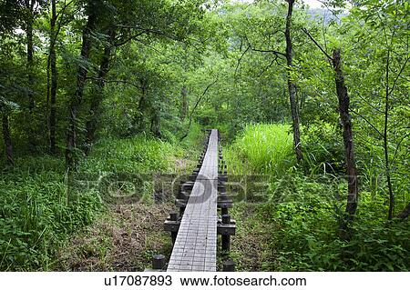 Stock Image - Ikenokochi wetland, Fukui Prefecture, Honshu, Japan. Fotosearch