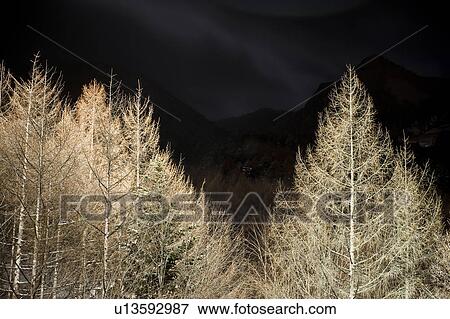 Illuminated ice covered trees at night, Hokkaido Prefecture, Japan View Large Photo Image Stock Photo - Illuminated ice covered trees at night, Hokkaido Prefecture, Japan. Fotosearch