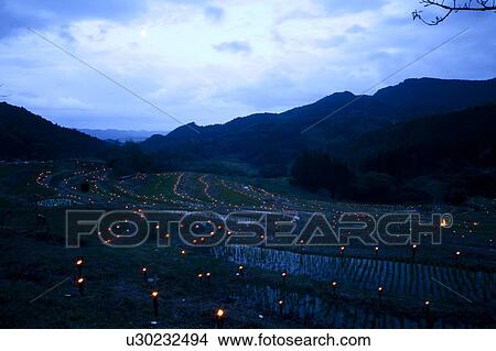 Picture - Illuminated Rice Paddy. Fotosearch