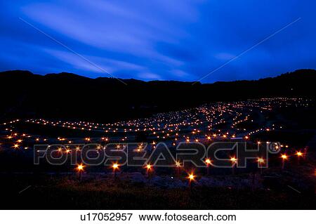 Stock Photo - Illuminated Rice Paddy. Fotosearch