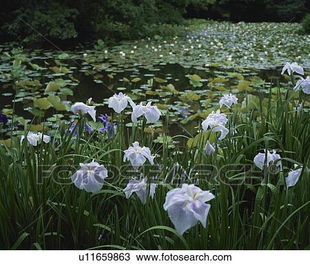 Stock Image - Irises and water lilies floating on pond, Kyoto Prefecture, Honshu, Japan. Fotosearch