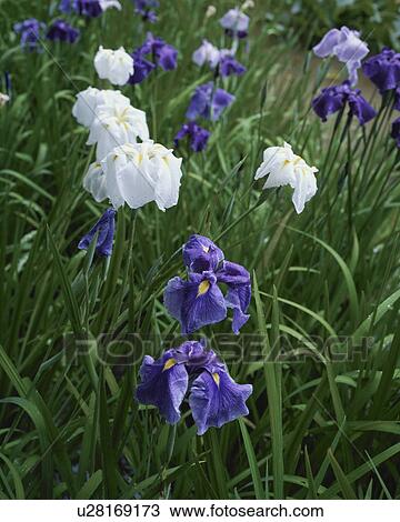 Irises, Kyoto Prefecture, Honshu, Japan View Large Photo Image Stock Image - Irises, Kyoto Prefecture, Honshu, Japan. Fotosearch