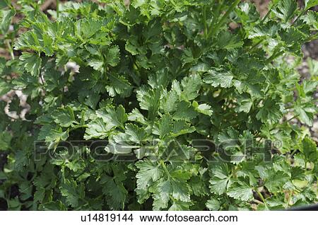 Italian parsley( Vaccinium neapolitanum), Okayama Prefecture, Honshu, Japan View Large Photo Image Picture - Italian parsley( Vaccinium neapolitanum), Okayama Prefecture, Honshu, Japan. Fotosearch