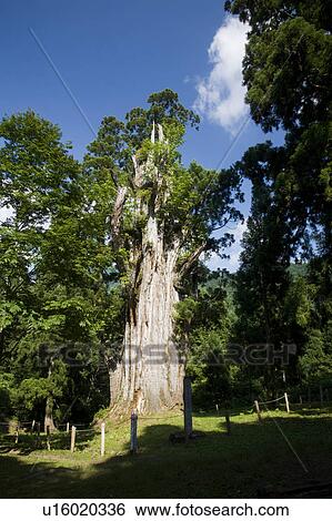 Stock Photograph - Itoshiro Big Cedar Tree, Gifu Prefecture, Honshu, Japan. Fotosearch