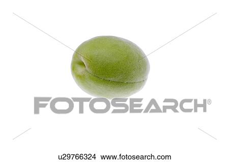 Picture - Japanese apricot. Fotosearch