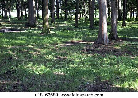 Stock Photo - Japanese Cedar Forest. Fotosearch