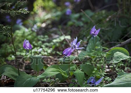 Japanese Dog's Tooth Violet View Large Photo Image Stock Photograph - Japanese Dog's Tooth Violet. Fotosearch