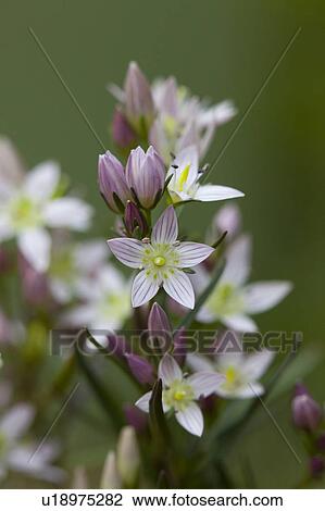 Stock Image - Japanese Green Gentian. Fotosearch