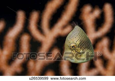 Japanese inflator filefish (Brachaluteres ulvarum) View Large Photo Image Stock Photo - Japanese inflator filefish (Brachaluteres ulvarum). Fotosearch