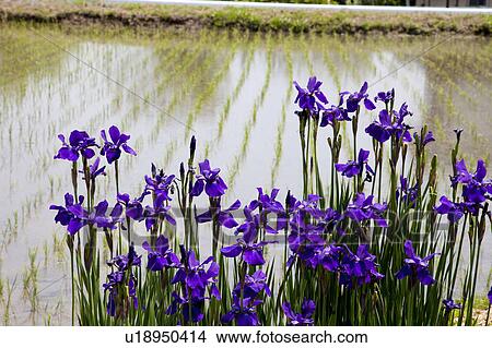 Picture - Japanese Iris Blooming by Rice Field. Fotosearch