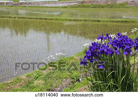 Japanese Iris Blooming by Rice Field View Large Photo Image Stock Image - Japanese Iris Blooming by Rice Field. Fotosearch