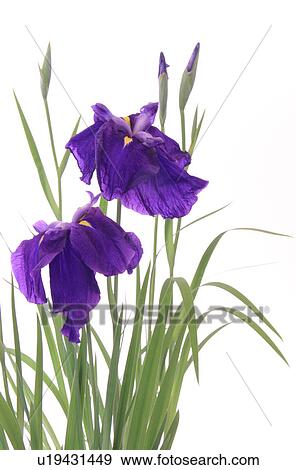 Japanese Irises Against White Background View Large Photo Image Stock Photo - Japanese Irises Against White Background. Fotosearch