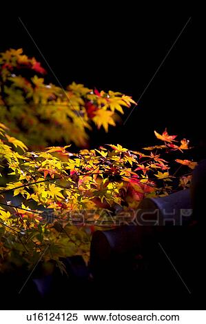 Japanese maple in autumn View Large Photo Image Stock Photography - Japanese maple in autumn. Fotosearch