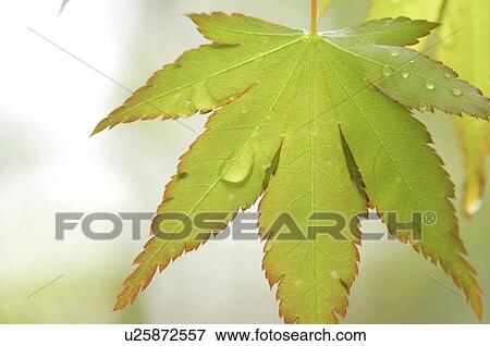 Japanese maple leaf and dew drops View Large Photo Image Stock Photo - Japanese maple leaf and dew drops. Fotosearch