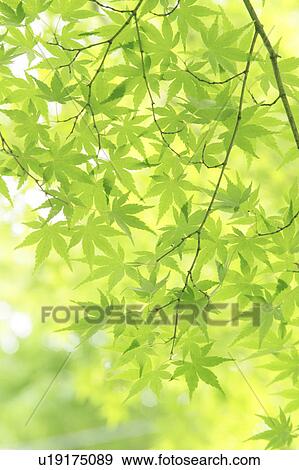 Japanese maple leaves on branch, Tokyo Prefecture, Honshu, Japan View Large Photo Image Stock Photo - Japanese maple leaves on branch, Tokyo Prefecture, Honshu, Japan. Fotosearch