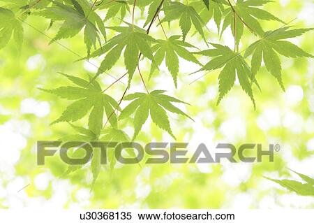 Stock Photography - Japanese maple leaves on branch, Tokyo Prefecture, Honshu, Japan. Fotosearch