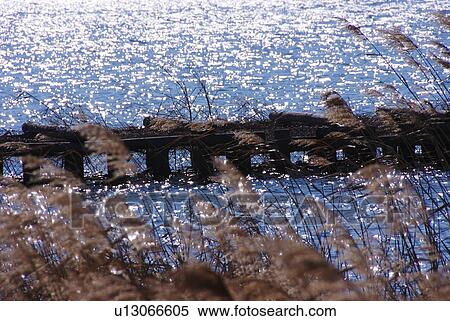 Stock Photography - Japanese Pampas Grass by Lake. Fotosearch