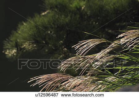 Japanese pampas grass, Minato Ward, Tokyo Prefecture, Honshu, Japan View Large Photo Image Stock Photo - Japanese pampas grass, Minato Ward, Tokyo Prefecture, Honshu, Japan. Fotosearch