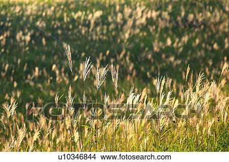 Japanese Pampas Grass View Large Photo Image Picture - Japanese Pampas Grass. Fotosearch