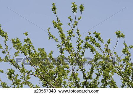 Japanese plum tree, high section, Okayama Prefecture, Honshu, Japan View Large Photo Image Stock Image - Japanese plum tree, high section, Okayama Prefecture, Honshu, Japan. Fotosearch