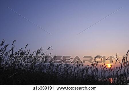 Stock Image - Japanese Silver Grass (Japanese Silver Grass) and Mt Fuji at dusk, Yamanashi Prefecture, Honshu, Japan. Fotosearch