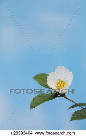 Japanese Stewartia (Stewartia pseudocamellia), Gunma Prefecture, Honshu, Japan View Large Photo Image Picture - Japanese Stewartia (Stewartia pseudocamellia), Gunma Prefecture, Honshu, Japan. Fotosearch