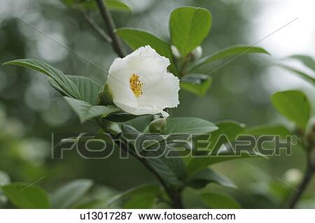 Stock Photo - Japanese Stewartia (Stewartia pseudocamellia), Gunma Prefecture, Honshu, Japan. Fotosearch