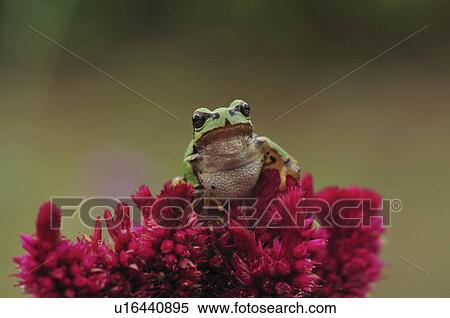Stock Photography - Japanese tree frog (Hyla japonica) on flowers, Chiba Prefecture, Honshu, Japan. Fotosearch