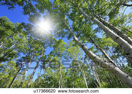 Japanese White Birch forest, Low angle view, Nagano Prefecture, Honshu, Japan View Large Photo Image Stock Image - Japanese White Birch forest, Low angle view, Nagano Prefecture, Honshu, Japan. Fotosearch