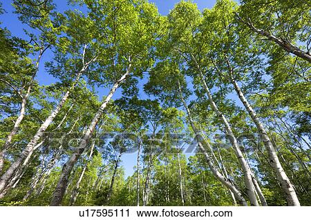 Stock Image - Japanese White Birch forest, Low angle view, Nagano Prefecture, Honshu, Japan. Fotosearch