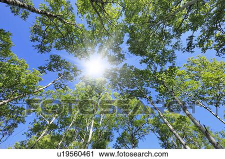 Stock Image - Japanese White Birch forest, Low angle view, Nagano Prefecture, Honshu, Japan. Fotosearch