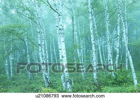 Stock Image - Japanese White Birch forest, Nagano Prefecture, Honshu, Japan. Fotosearch