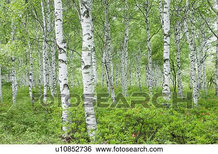 Stock Photograph - Japanese White Birch forest, Nagano Prefecture, Honshu, Japan. Fotosearch