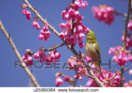Picture - Japanese white-eye (Zosterops japonicus) perching in cherry tree, Kanagawa Prefecture, Honshu, Japan. Fotosearch